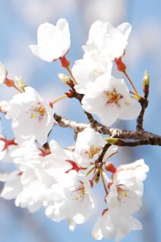 Cours de Hatha-Yoga Magali